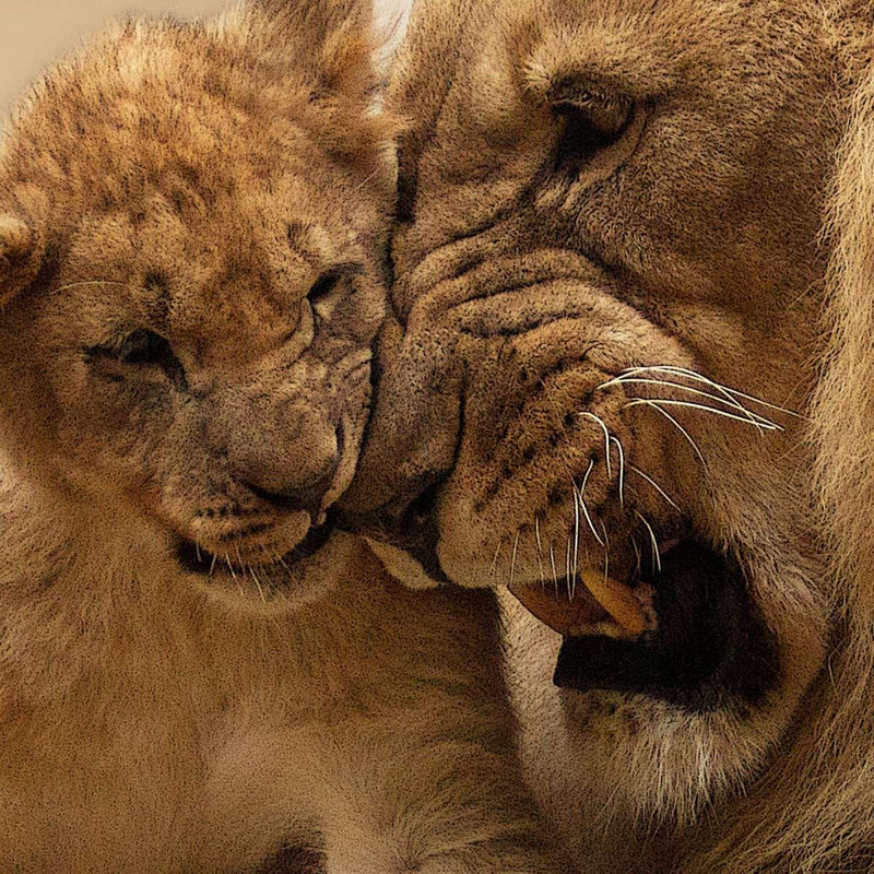 Bonding Lions Wall Art