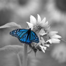 Butterfly Pop Wall Art