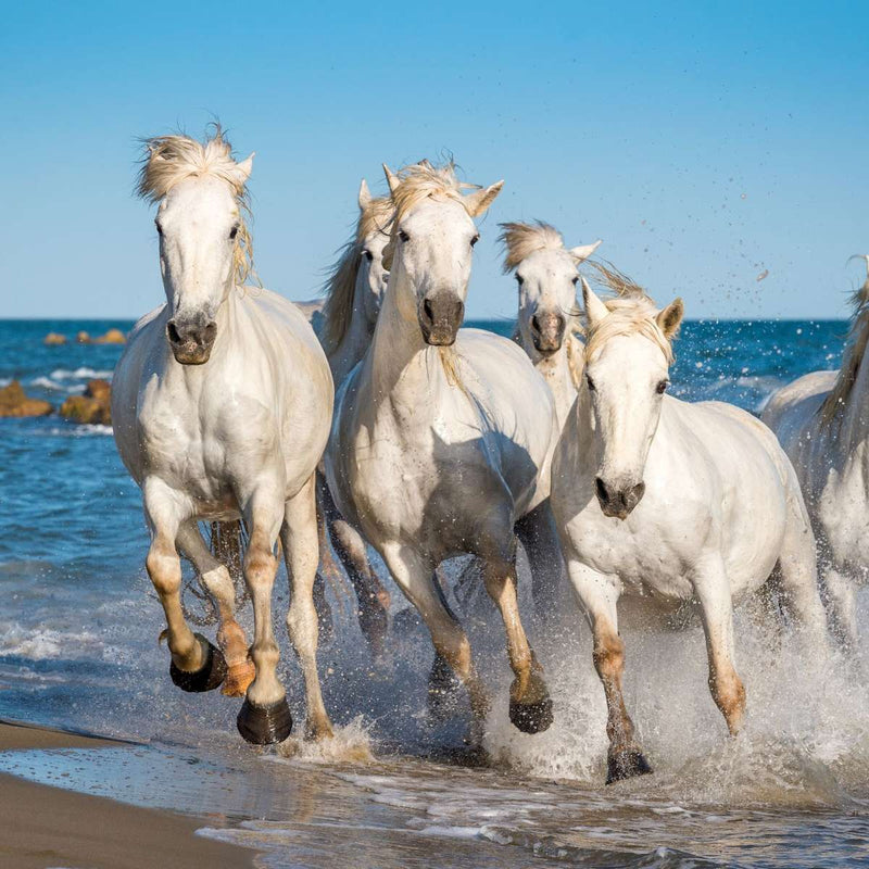 Camargue Horses Wall Art