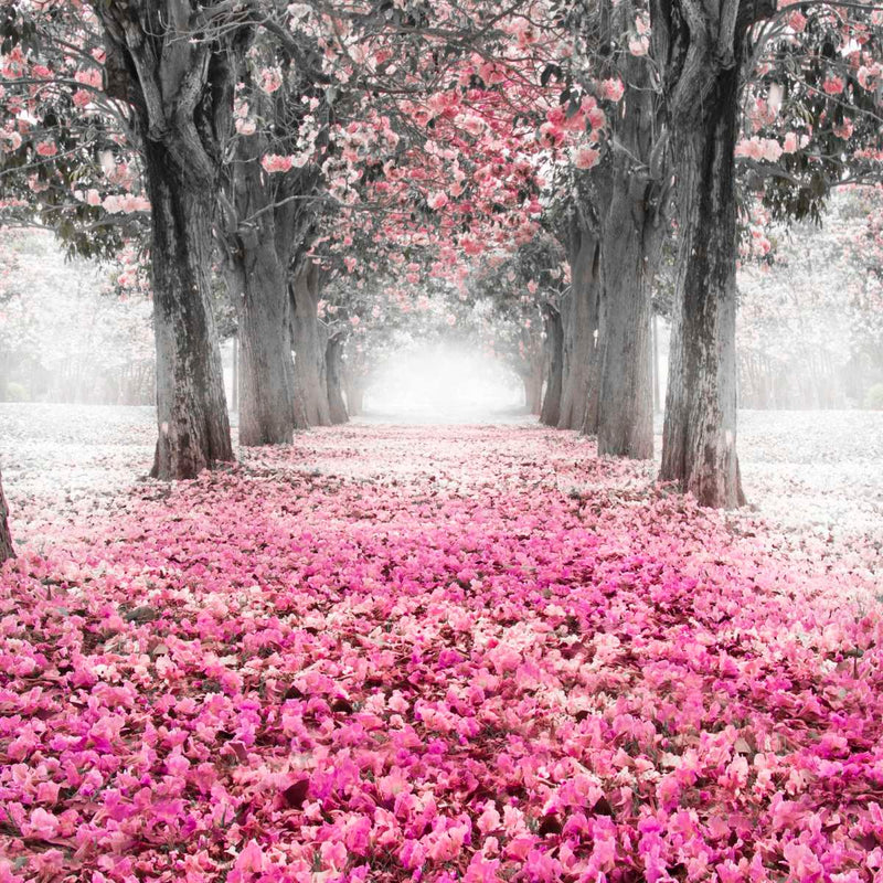 Cherry Blossom Path Pop Wall Art