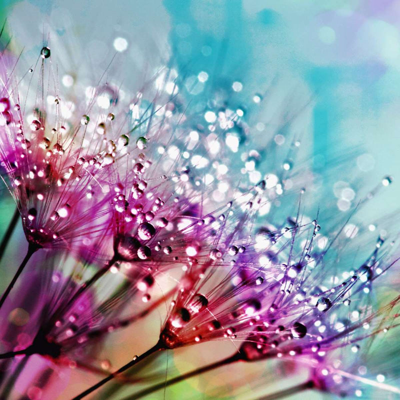 Colorful Dew Wall Art