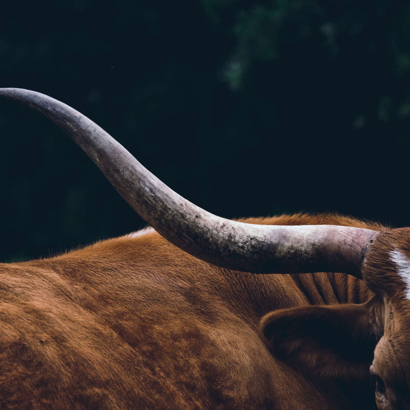 Cow Texas Longhorn Wall Art