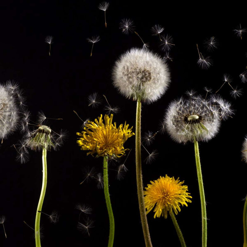 Dandelion In The Wind Wall Art