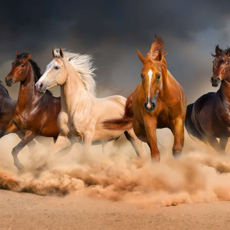 Desert Roaming Horses Wall Art