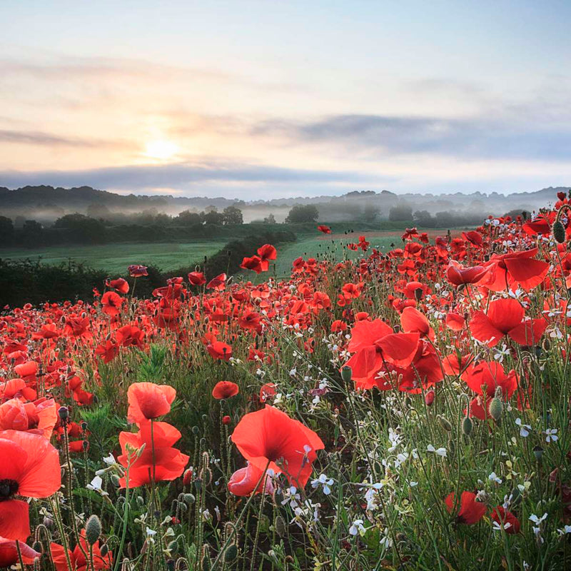 Field Of Red Poppies Wall Art