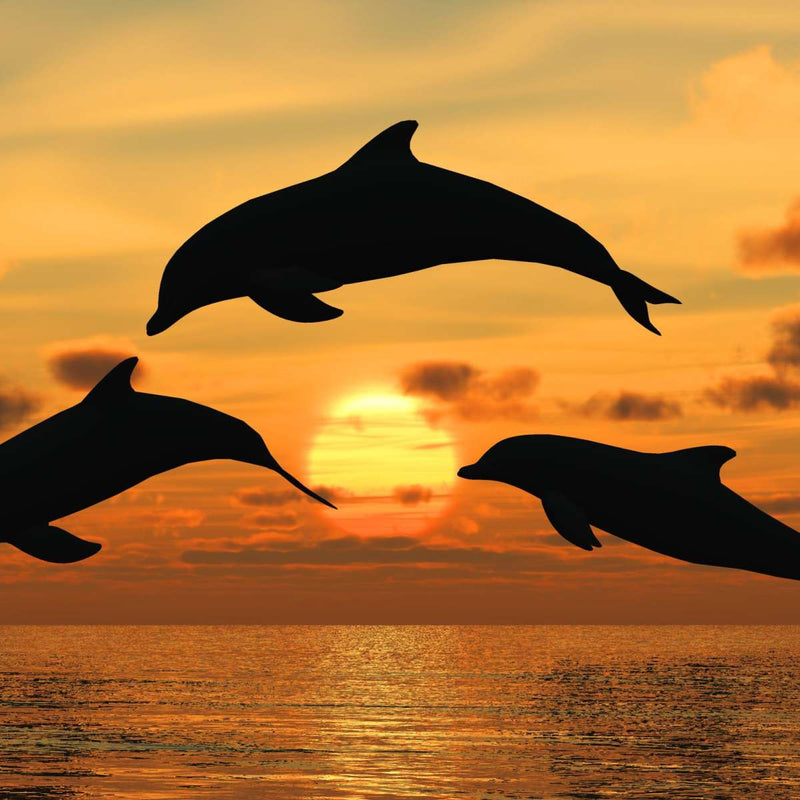 Flying Dolphins Wall Art