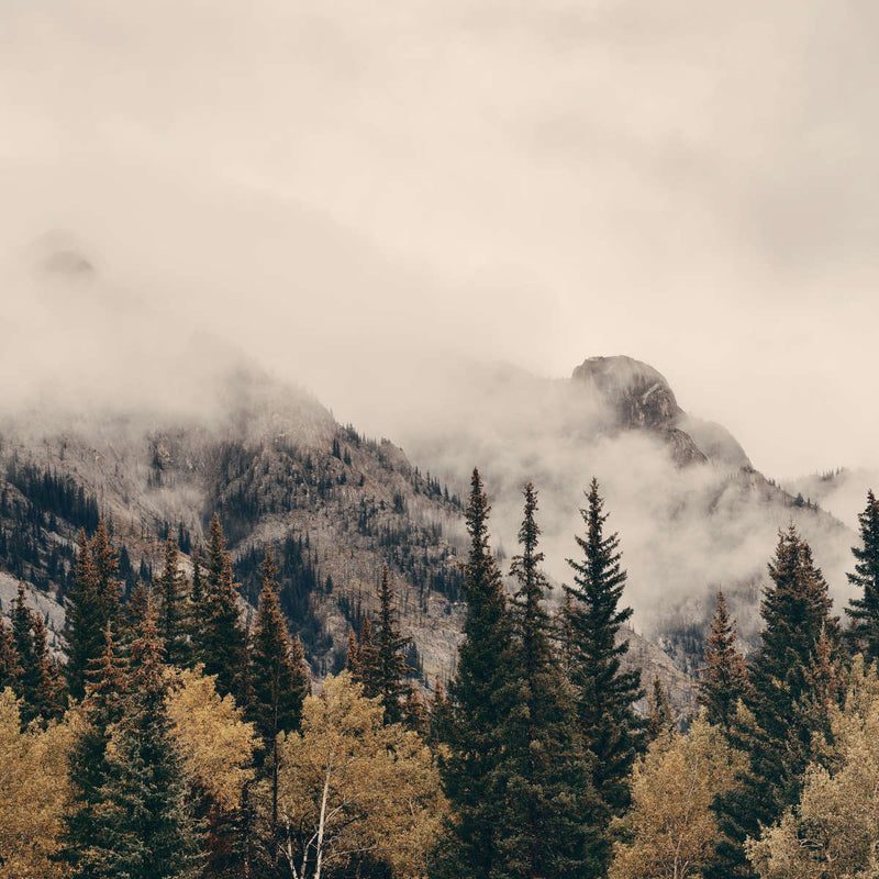 Foggy Banff National Park Wall Art