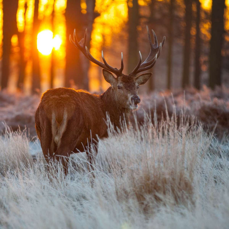 Forest Deer Hunting Wall Art