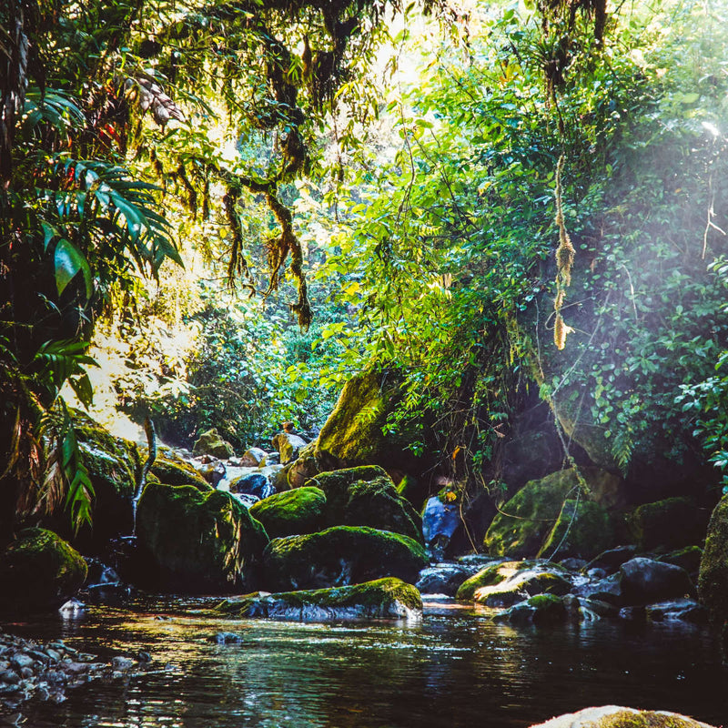 Forest In Panama Wall Art