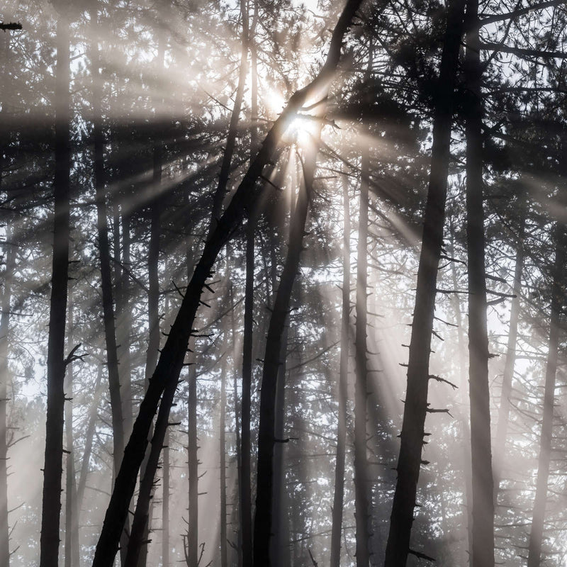 Forest Sun Beam Wall Art