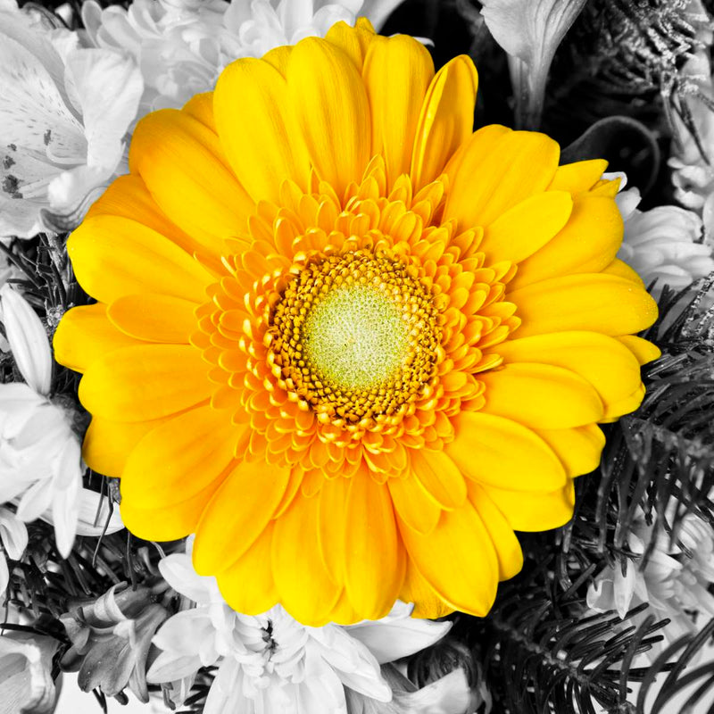 Gerbera Daisy Pop Wall Art