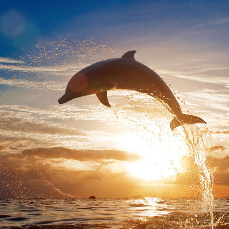 Jumping Dolphin Wall Art