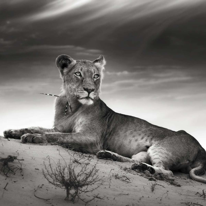 Lioness Wall Art