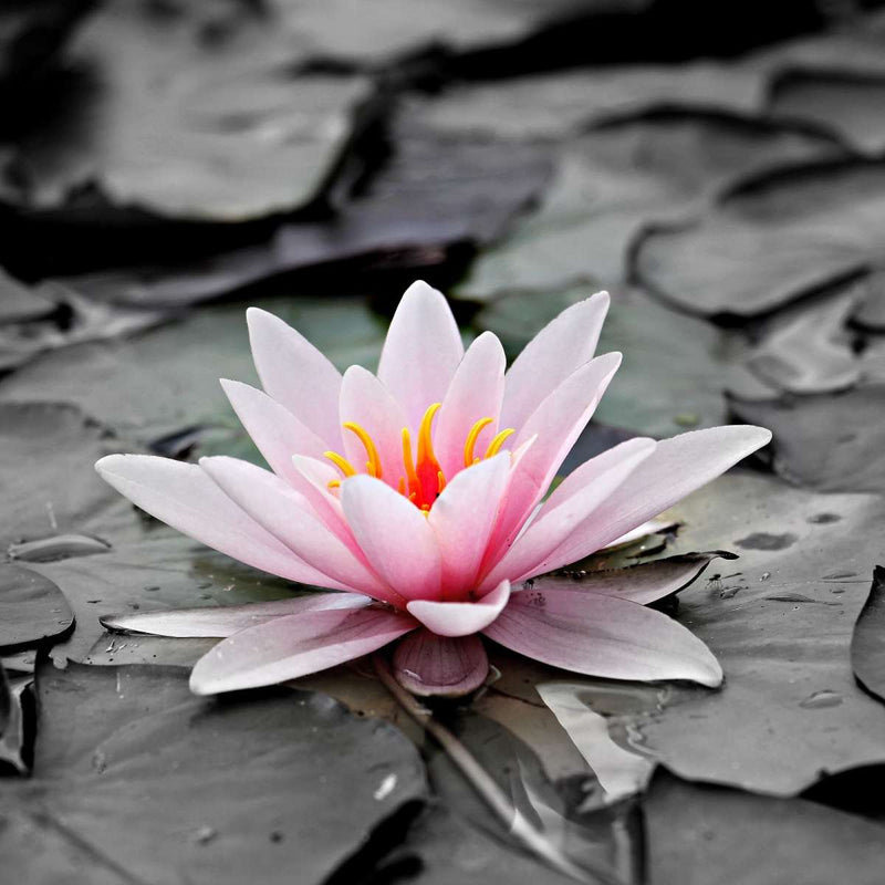 Lotus Flower Wall Art