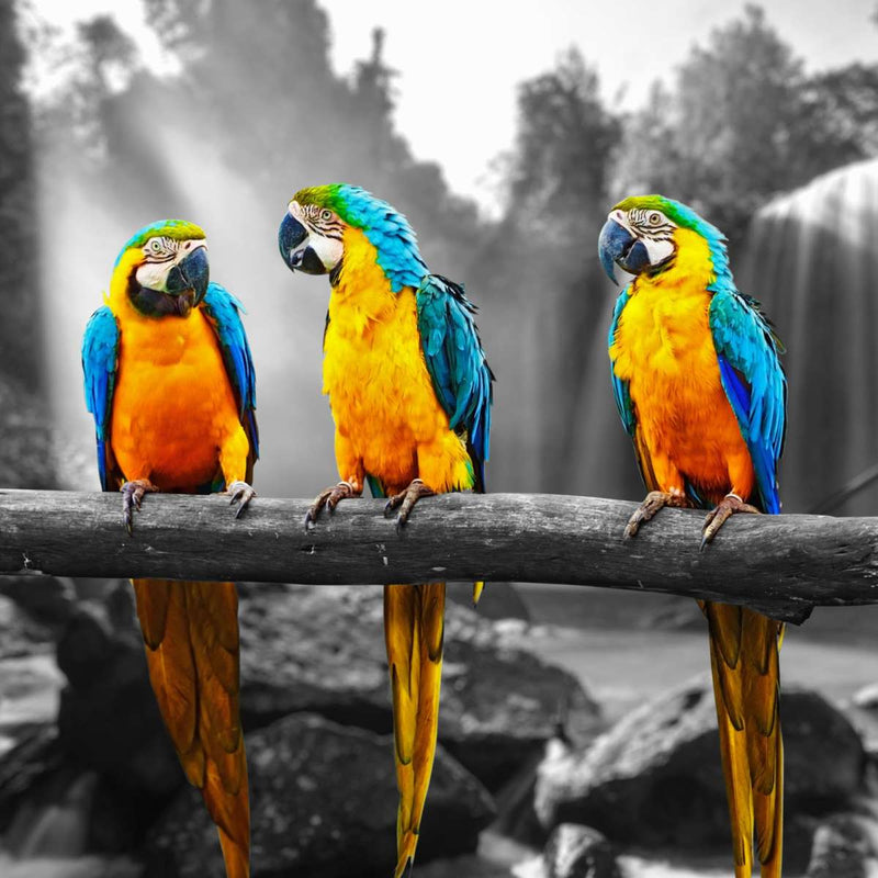 Macaw Friends Pop Wall Art