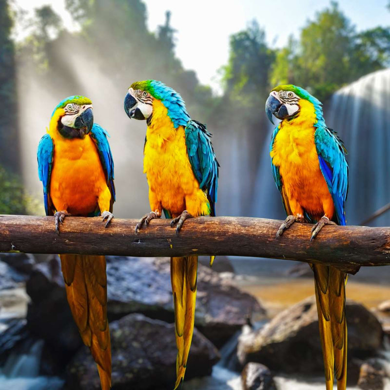 Macaw Friends Wall Art