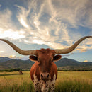 Mighty Longhorn Wall Art