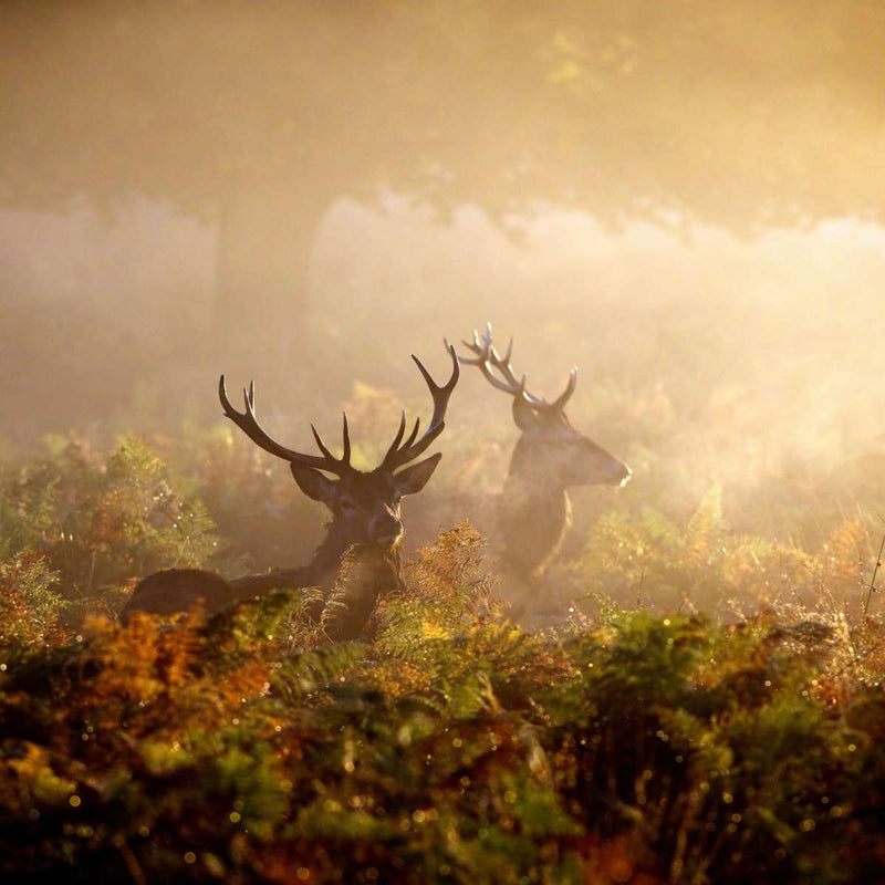 Misty Morning Deer Wall Art