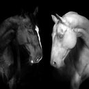 Monochromatic Horses Wall Art