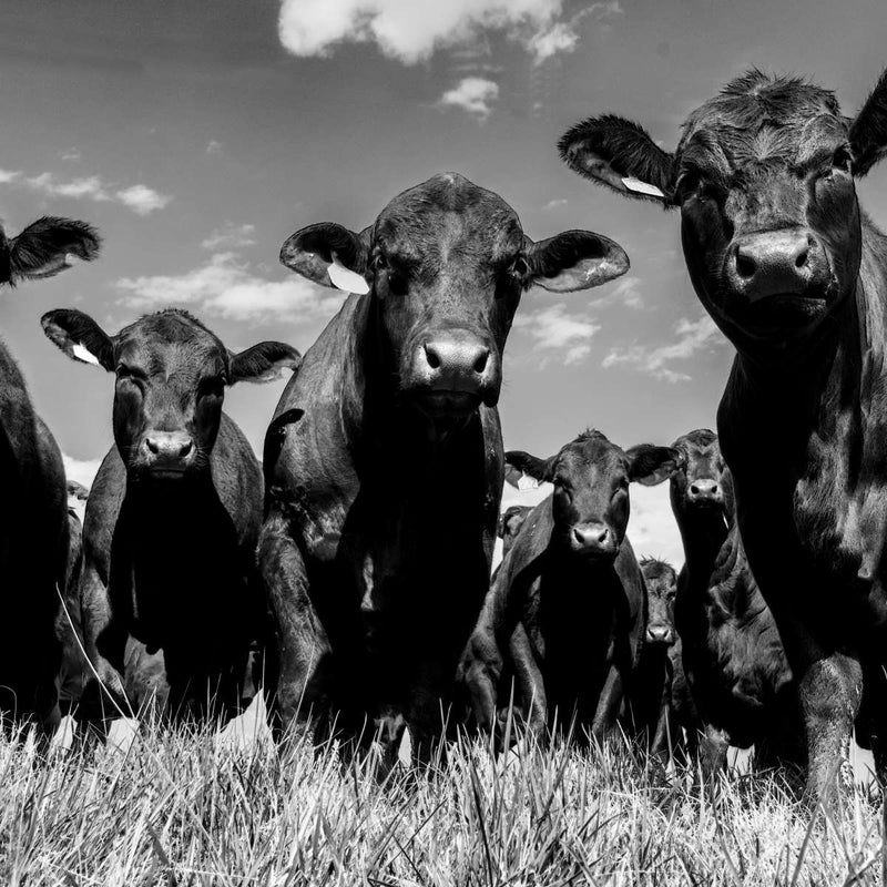 Monochrome Angus Cows Wall Art