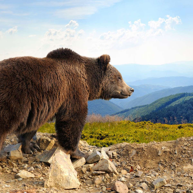 Mountain Bear Wall Art