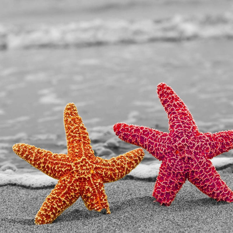 Nautical Starfish Duo Wall Art