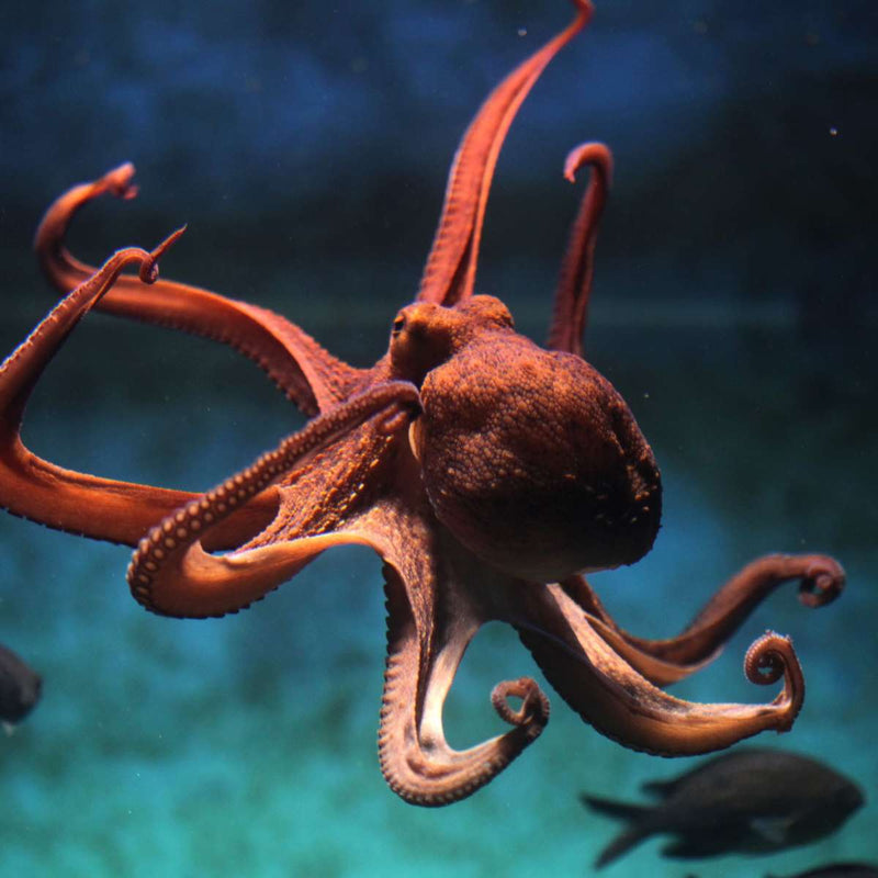 Octopus Vulgaris Wall Art