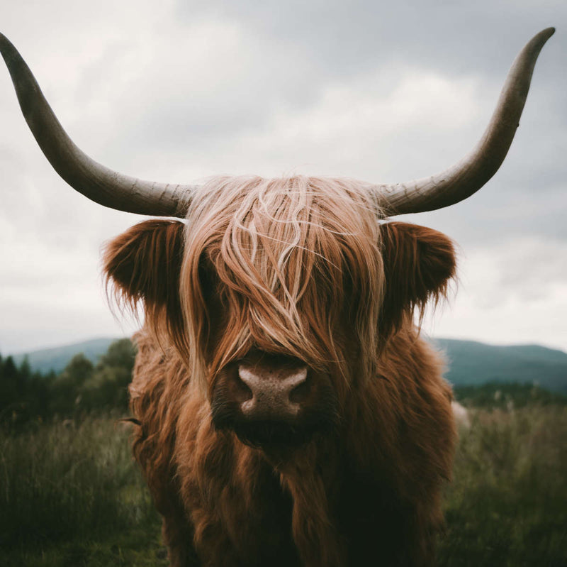 Open Field Highland Cow Wall Art