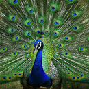 Peacock Feathers Wall Art