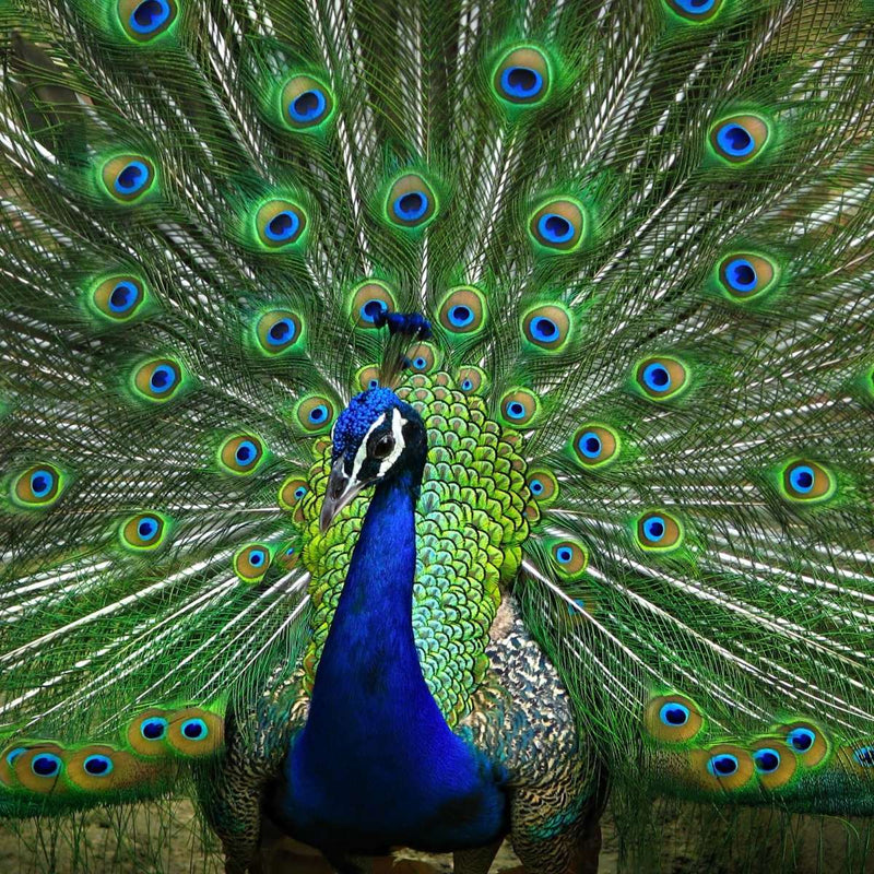 Peacock Feathers Wall Art