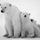 Polar Bear Family Wall Art
