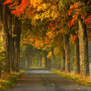 Polish Autumn Road Wall Art