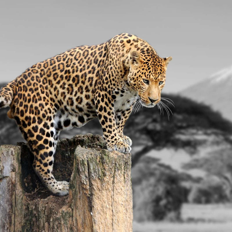 Pop African Leopard Wall Art