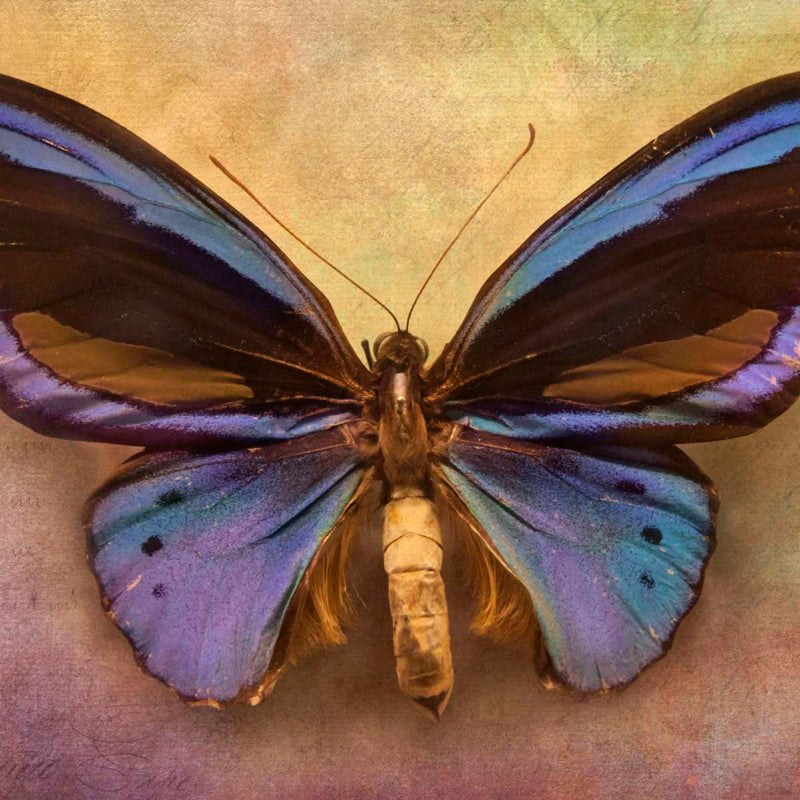 Purple Butterfly Wall Art