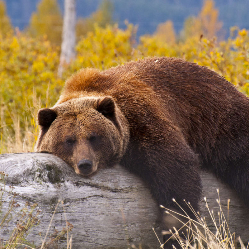 Resting Grizzly Bear Wall Art