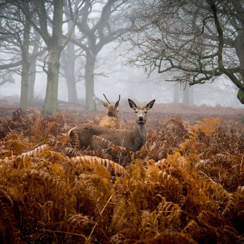 Richmond Park Deer Wall Art