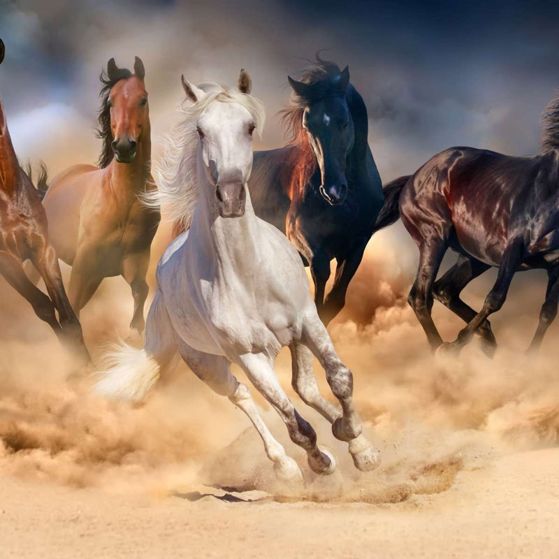 Running Herd Of Horses Wall Art