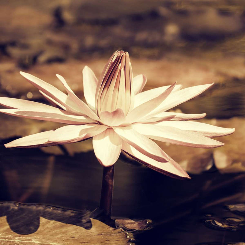 Sepia Lotus Flower Wall Art