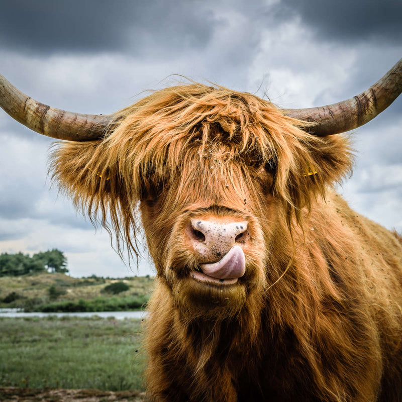 Silly Highland Cow Wall Art