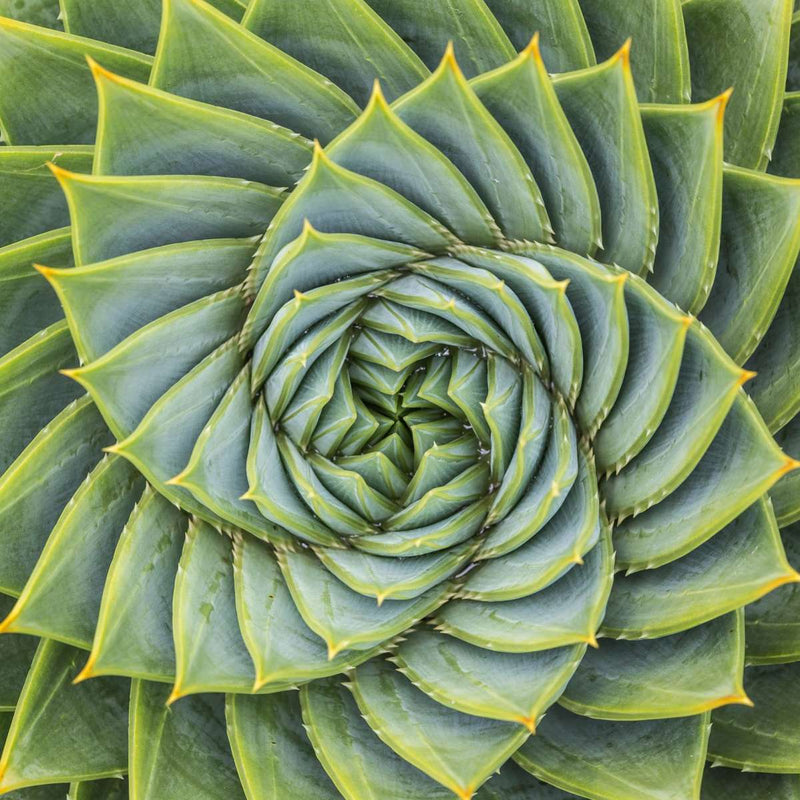 Spiral Succulent Wall Art