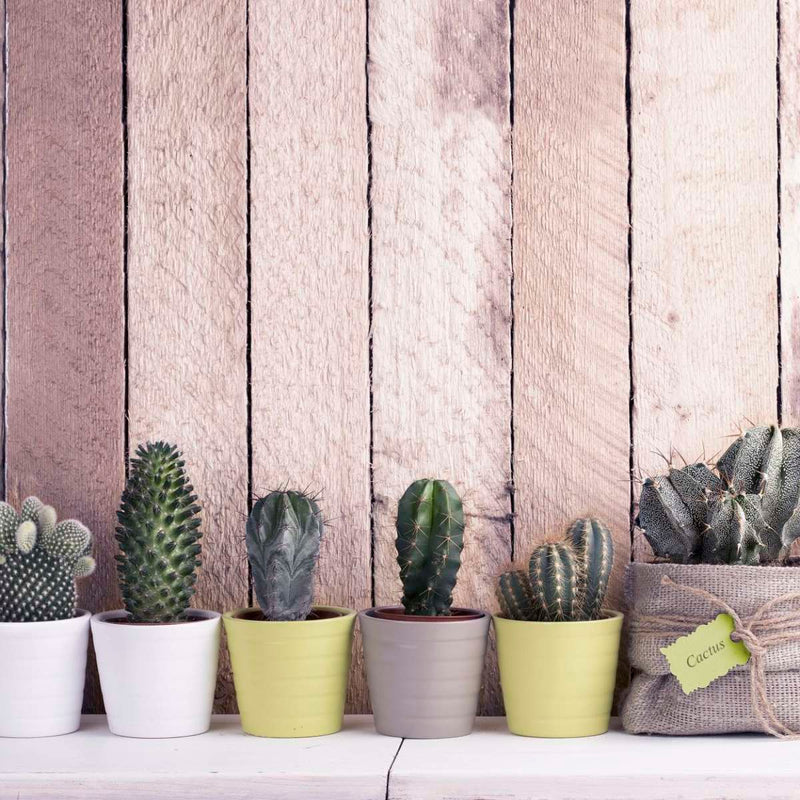 Succulent Plant Pots Wall Art