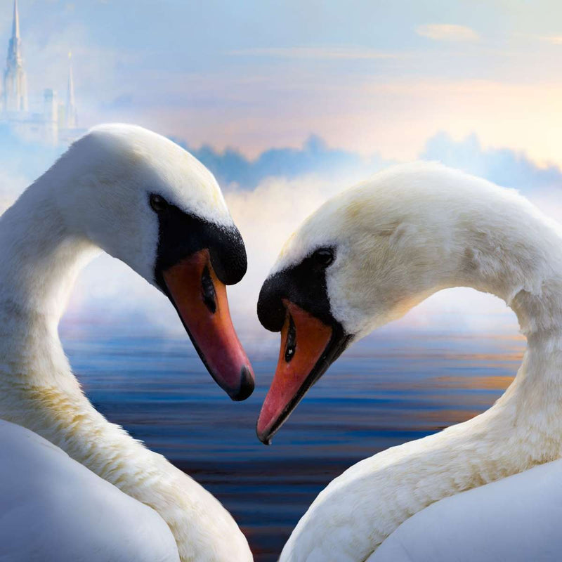 Swan Romance Wall Art