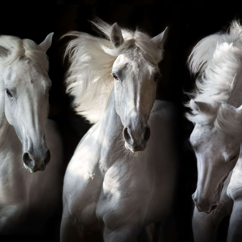 Three White Horses Wall Art