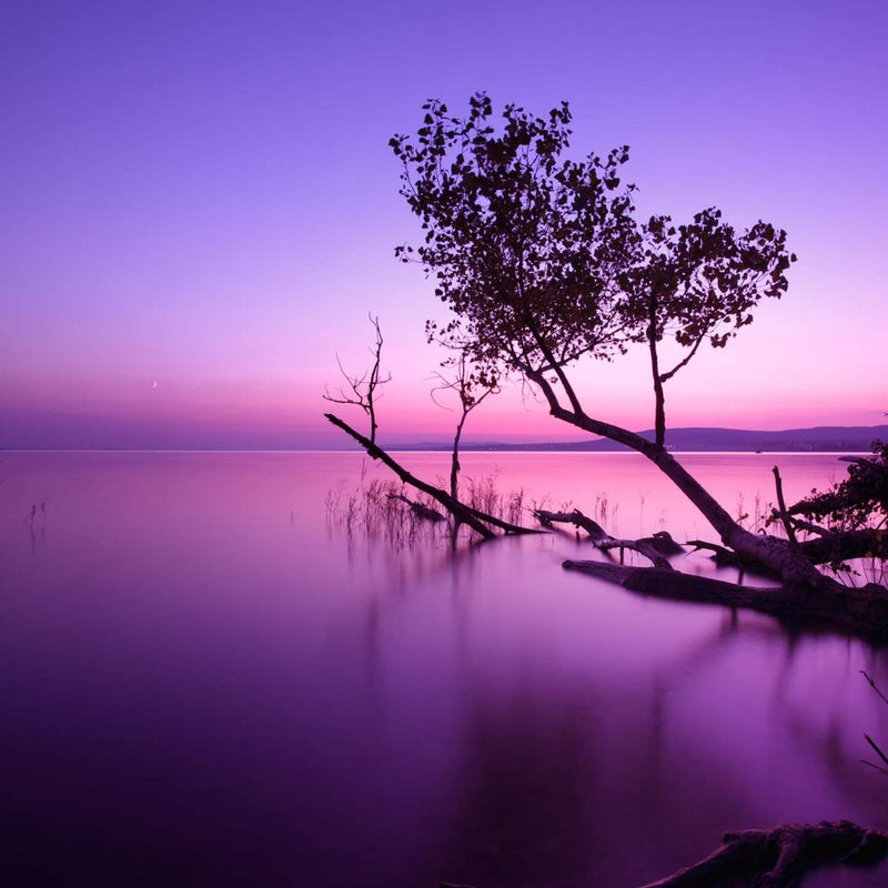 Violet Toned Lake Wall Art