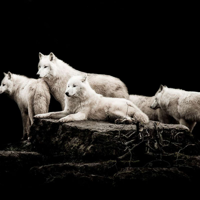 White Wolves Wall Art