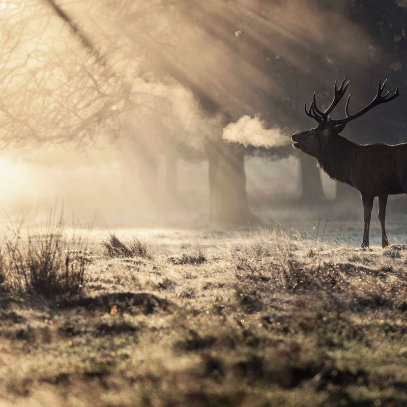 Wild Deer In Snow Wall Art