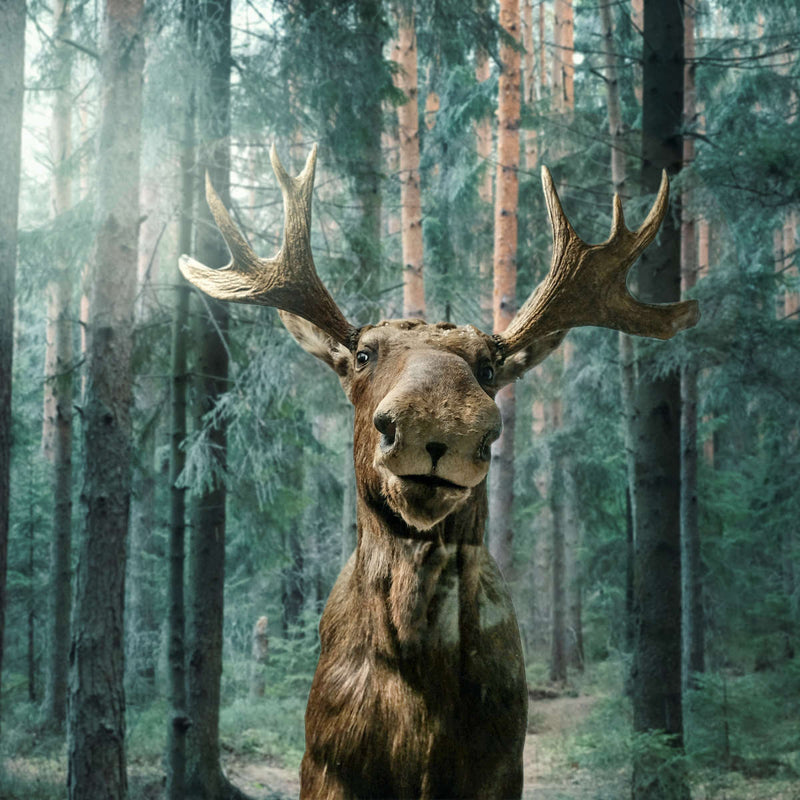 Wild Forest Moose Wall Art