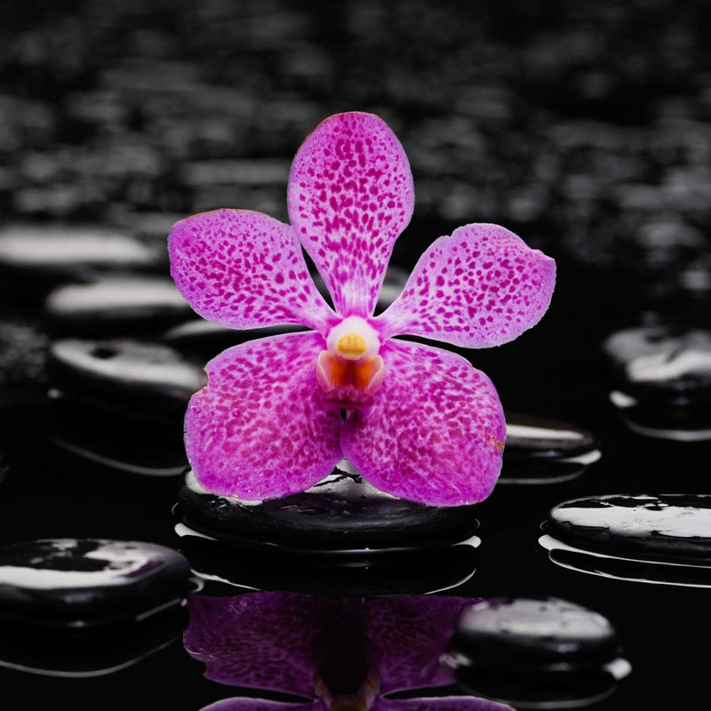 Zen Purple Orchid Wall Art