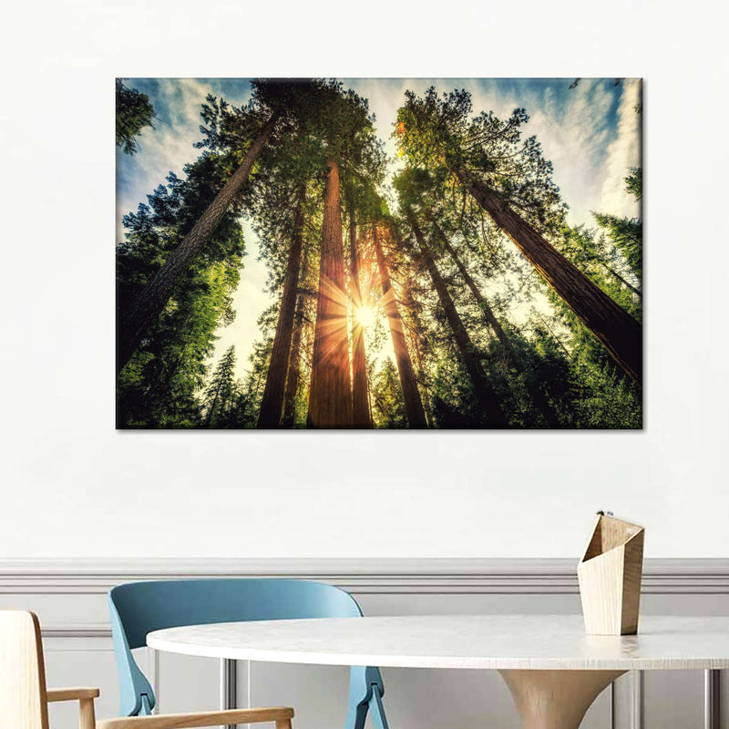 Redwood Trees Sunset Wall Art