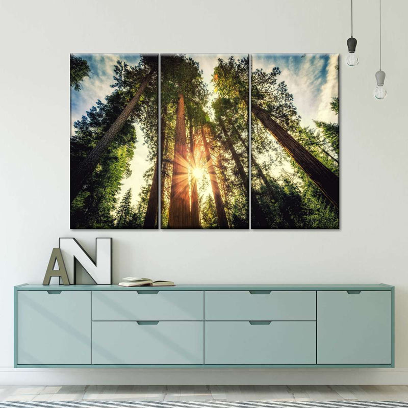 Redwood Trees Sunset Wall Art